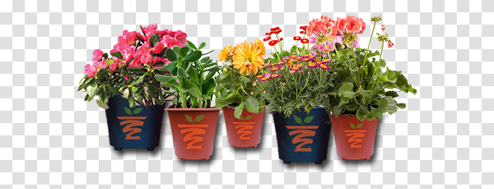 Plants Flower Plant Pot, Blossom, Flower Arrangement, Flower Bouquet, Geranium Transparent Png