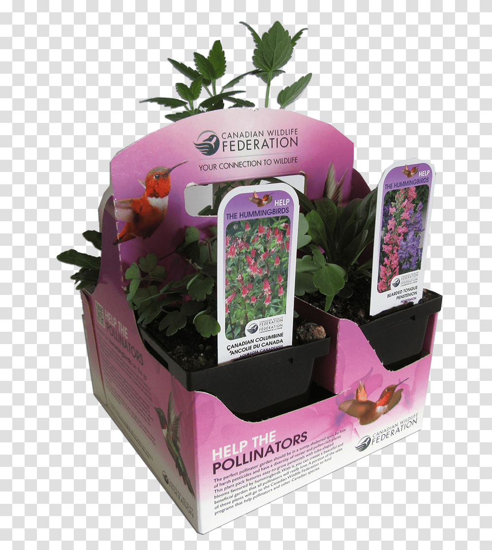 Plants For Hummingbirds Canadian Wildlife Federation Plants, Food, Box, Flower, Paper Transparent Png