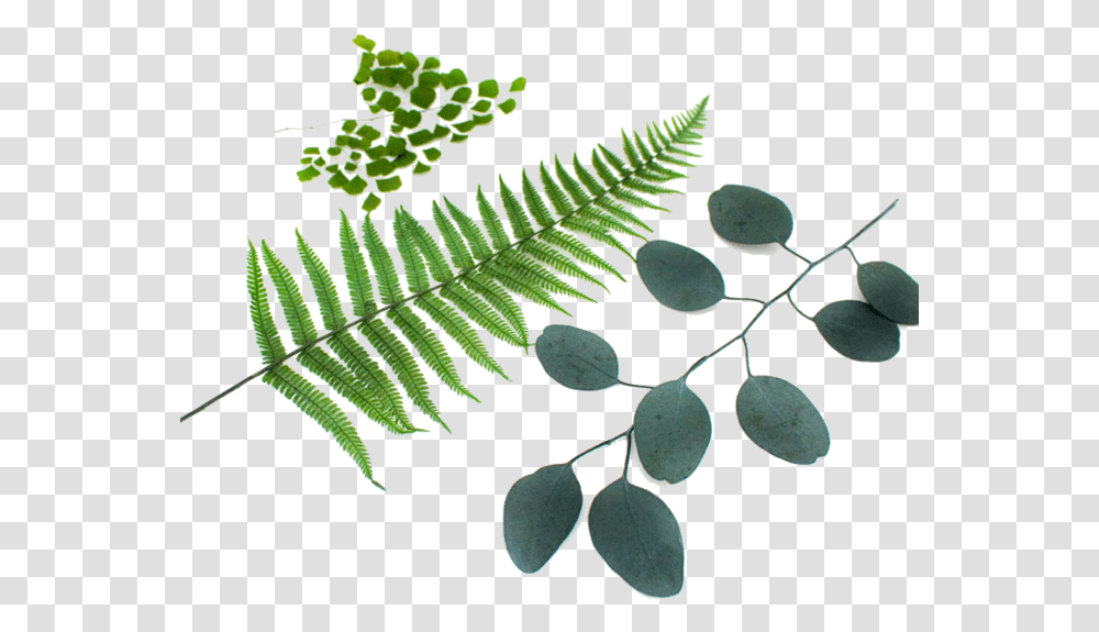 Plants For Moss Wall Fern, Leaf Transparent Png