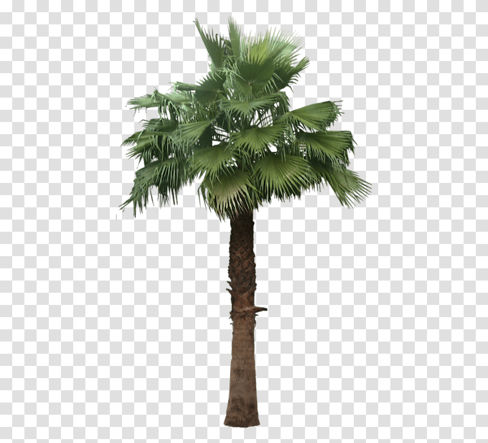 Plants For Photoshop Washingtonia Robusta, Tree, Palm Tree, Arecaceae, Cross Transparent Png