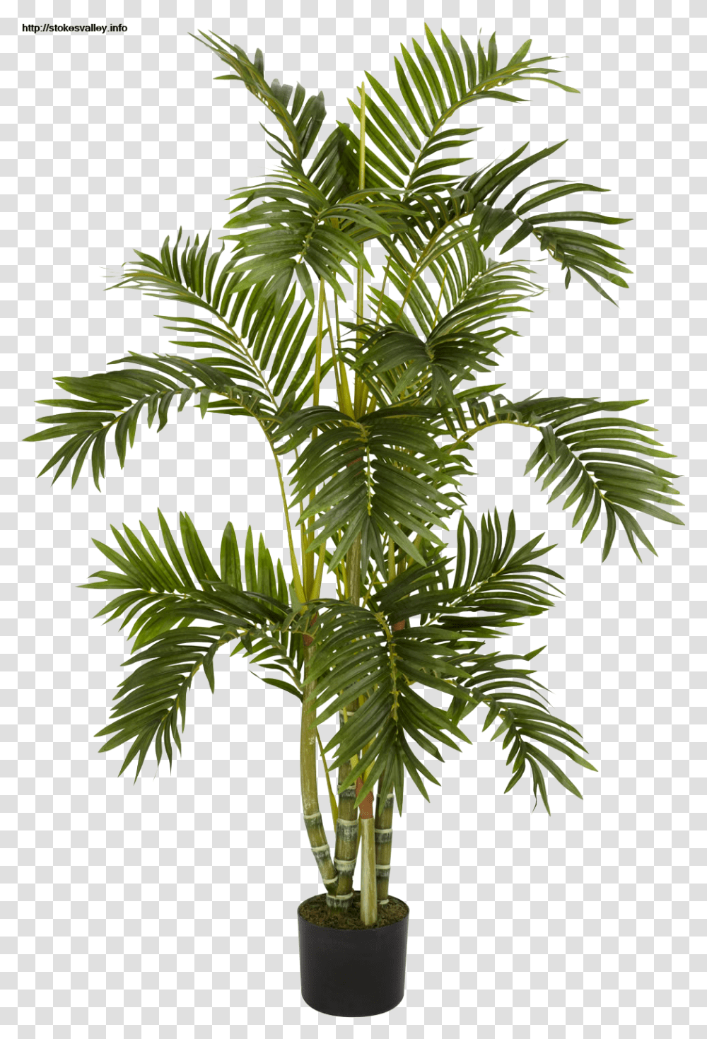 Plants Free Images Only Best Large Palm Plant, Tree, Leaf, Conifer, Green Transparent Png
