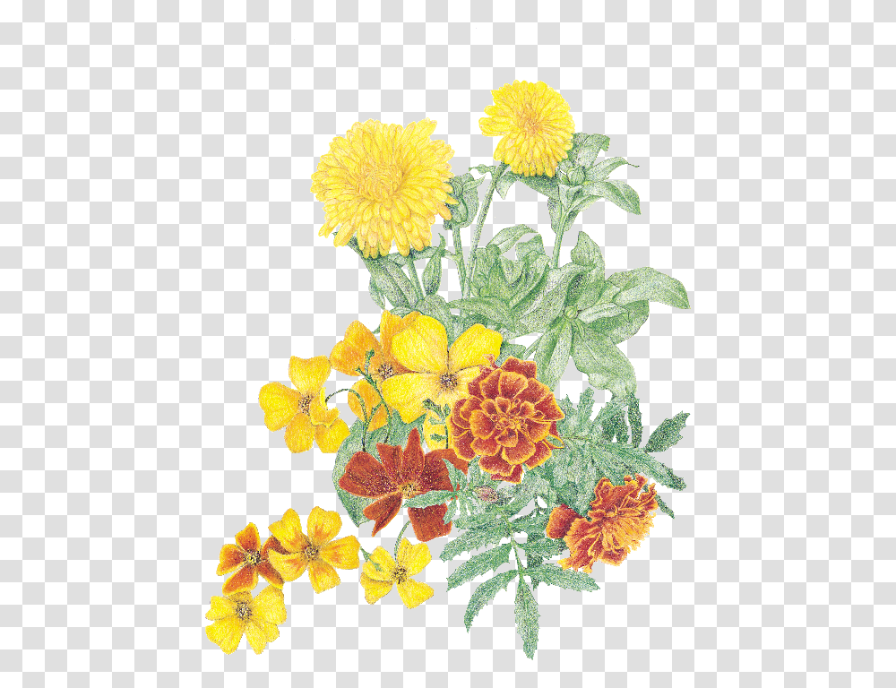 Plants, Flower, Blossom Transparent Png