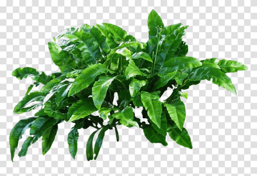 Plants Green Plant, Leaf, Spinach, Vegetable, Food Transparent Png