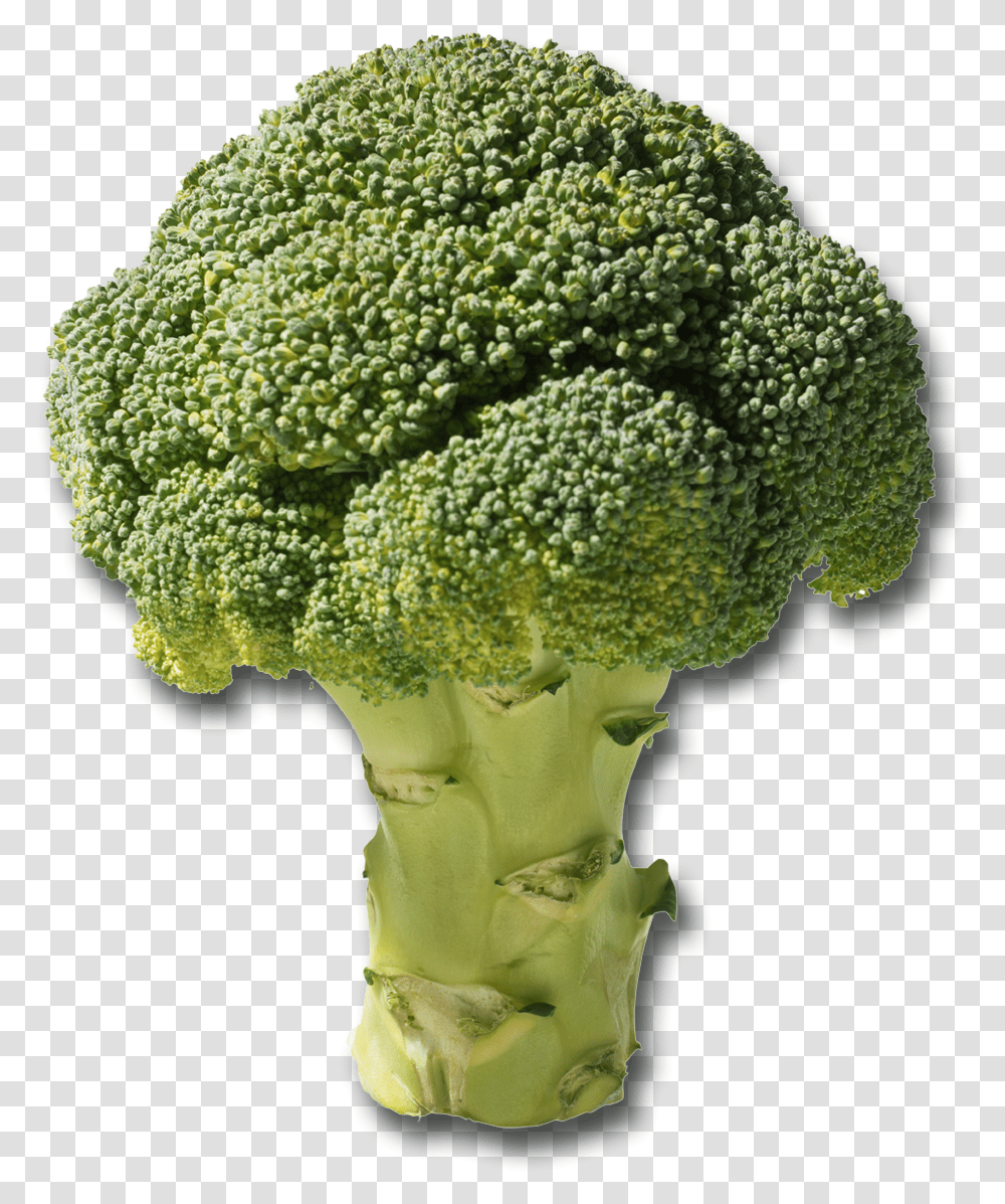 Plants Grow In Loam Soil, Broccoli, Vegetable, Food Transparent Png