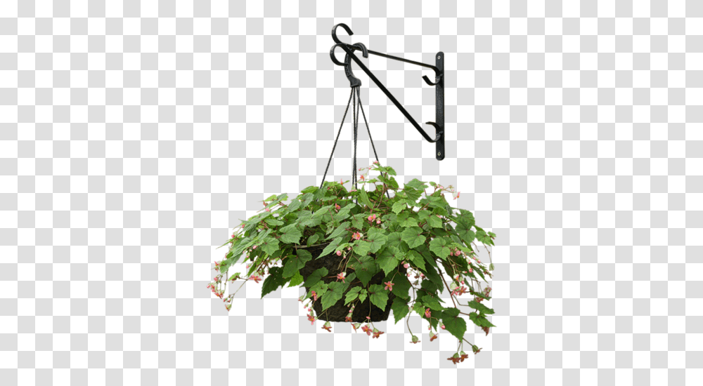 Plants Hanging Trees To Plant Hanging Flower Pot, Tripod, Potted Plant, Vase, Jar Transparent Png