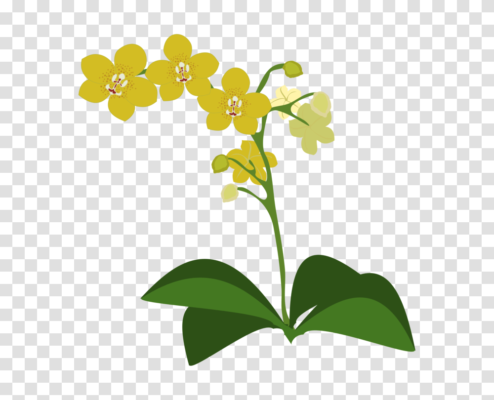 Plants Himantoglossum Robertianum Tiger Orchid Flowering Plant, Green, Blossom, Leaf, Mimosa Transparent Png