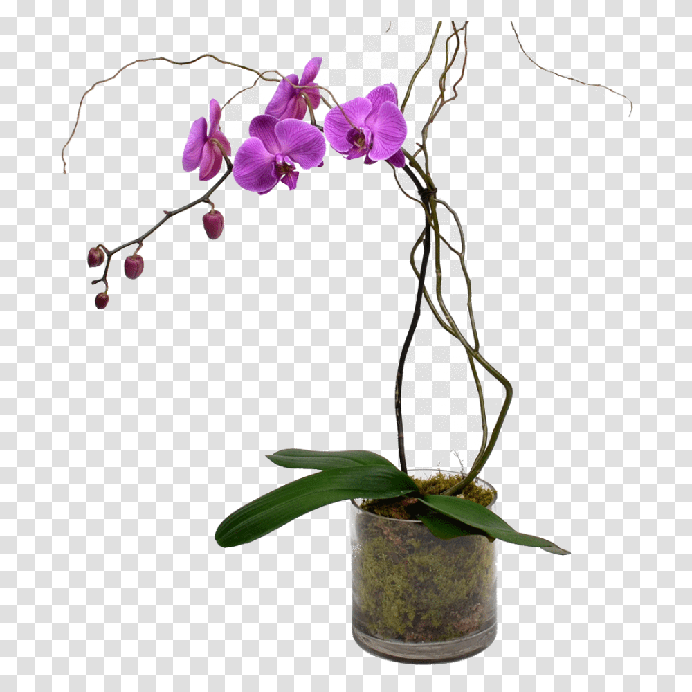 Plants, Ikebana, Vase, Ornament Transparent Png