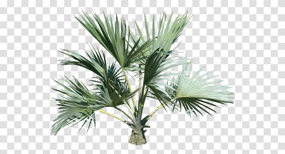 Plants Images, Tree, Agavaceae, Vegetation, Palm Tree Transparent Png