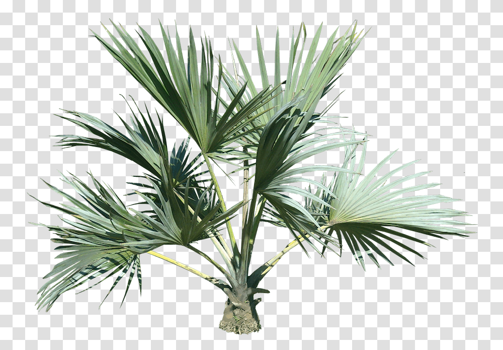 Plants Images Tropical Plant Small Palm Tree, Arecaceae, Vegetation, Agavaceae Transparent Png