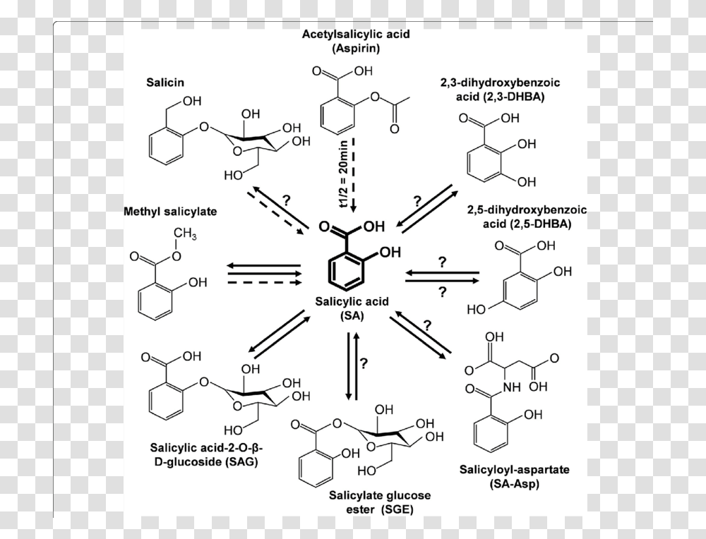 Plants In Plan Salicylic Acid Metabolism, Diagram, Plot, Menu Transparent Png