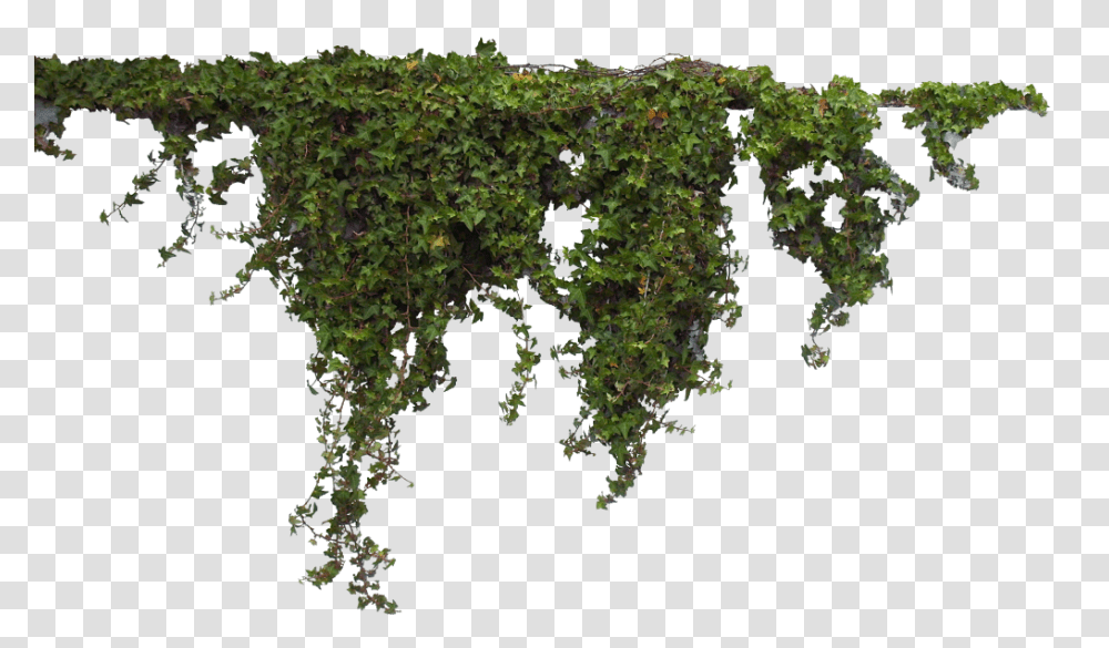 Plants, Land, Outdoors, Nature, Vegetation Transparent Png