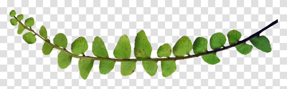 Plants, Leaf, Annonaceae, Tree, Green Transparent Png