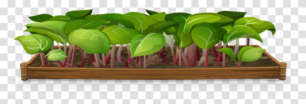 Plants Nursery Background Hd, Leaf, Vegetable, Food, Spinach Transparent Png