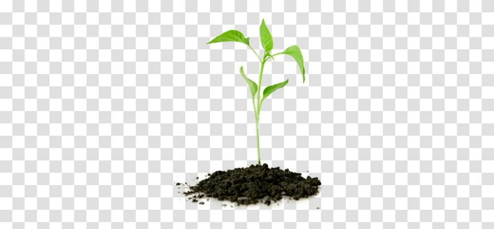 Plants Nursery Kazimingi Nursery Trees Reduce Greenhouse Gases, Cross, Vegetable, Food, Produce Transparent Png