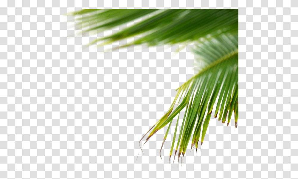 Plants, Palm Tree, Arecaceae, Tropical, Summer Transparent Png