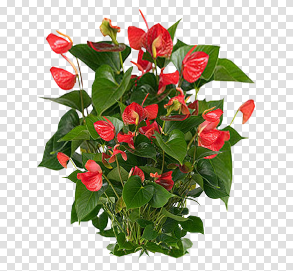 Plants Photos Vector Clipart Psd Cy Hng Mn, Anthurium, Flower, Blossom, Flower Arrangement Transparent Png