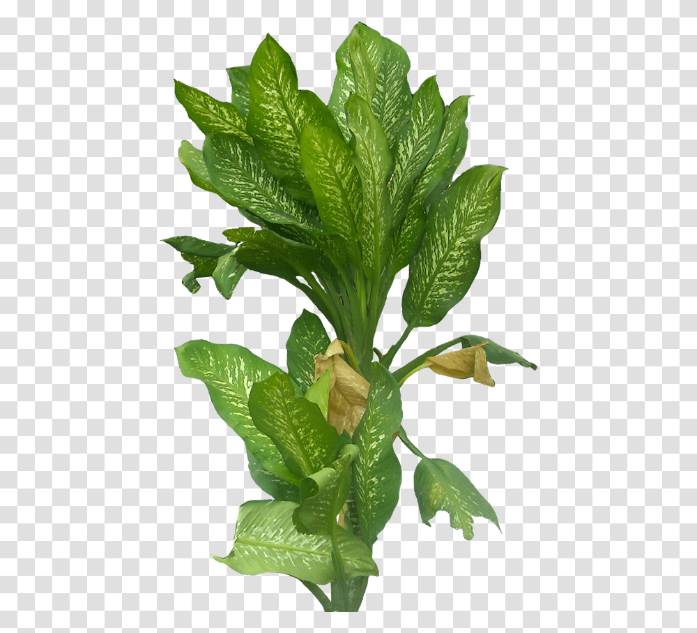 Plants Photoshop Collage, Leaf, Flower, Blossom, Vegetable Transparent Png