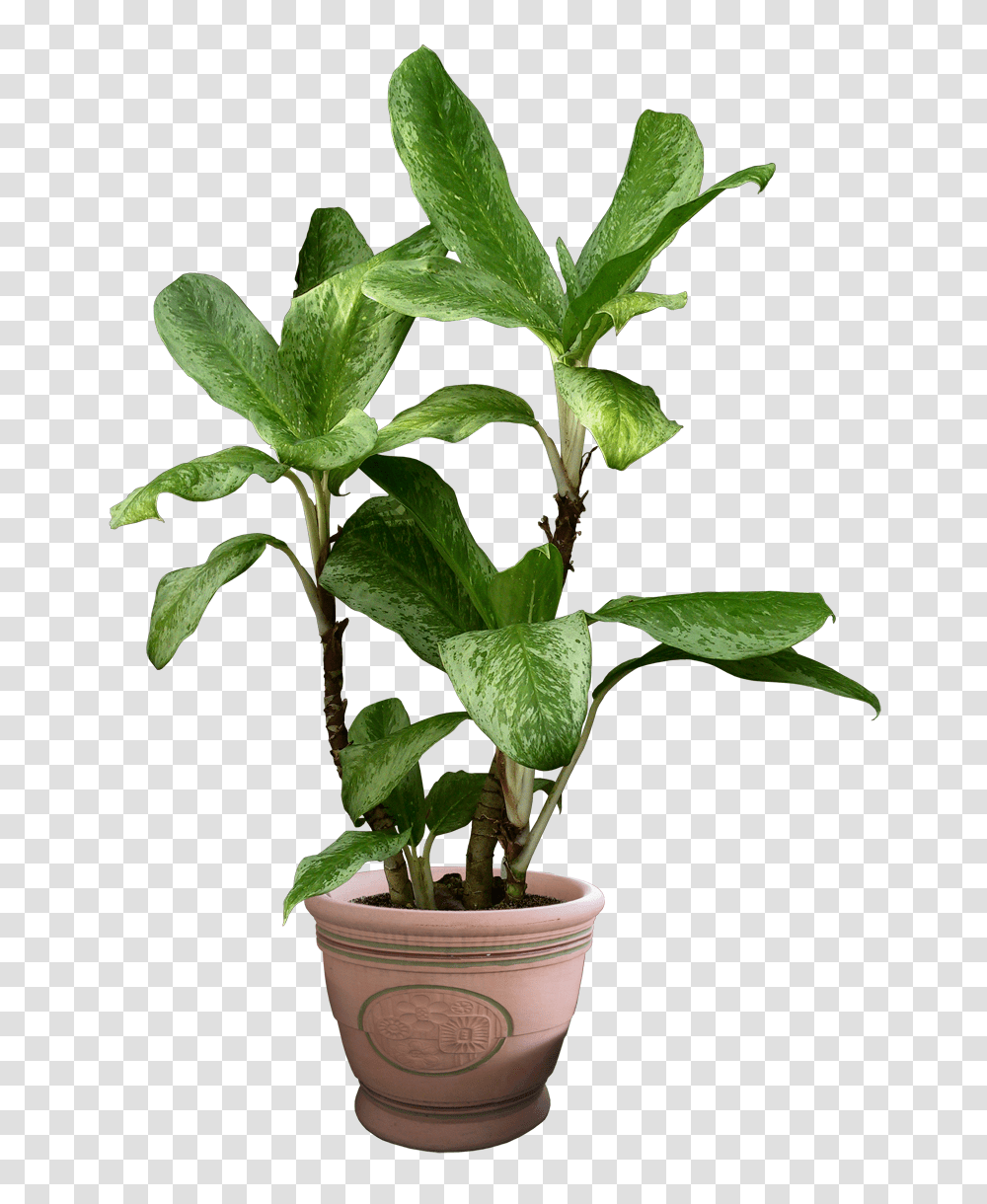 Plants Pictures, Leaf, Flower, Blossom, Acanthaceae Transparent Png