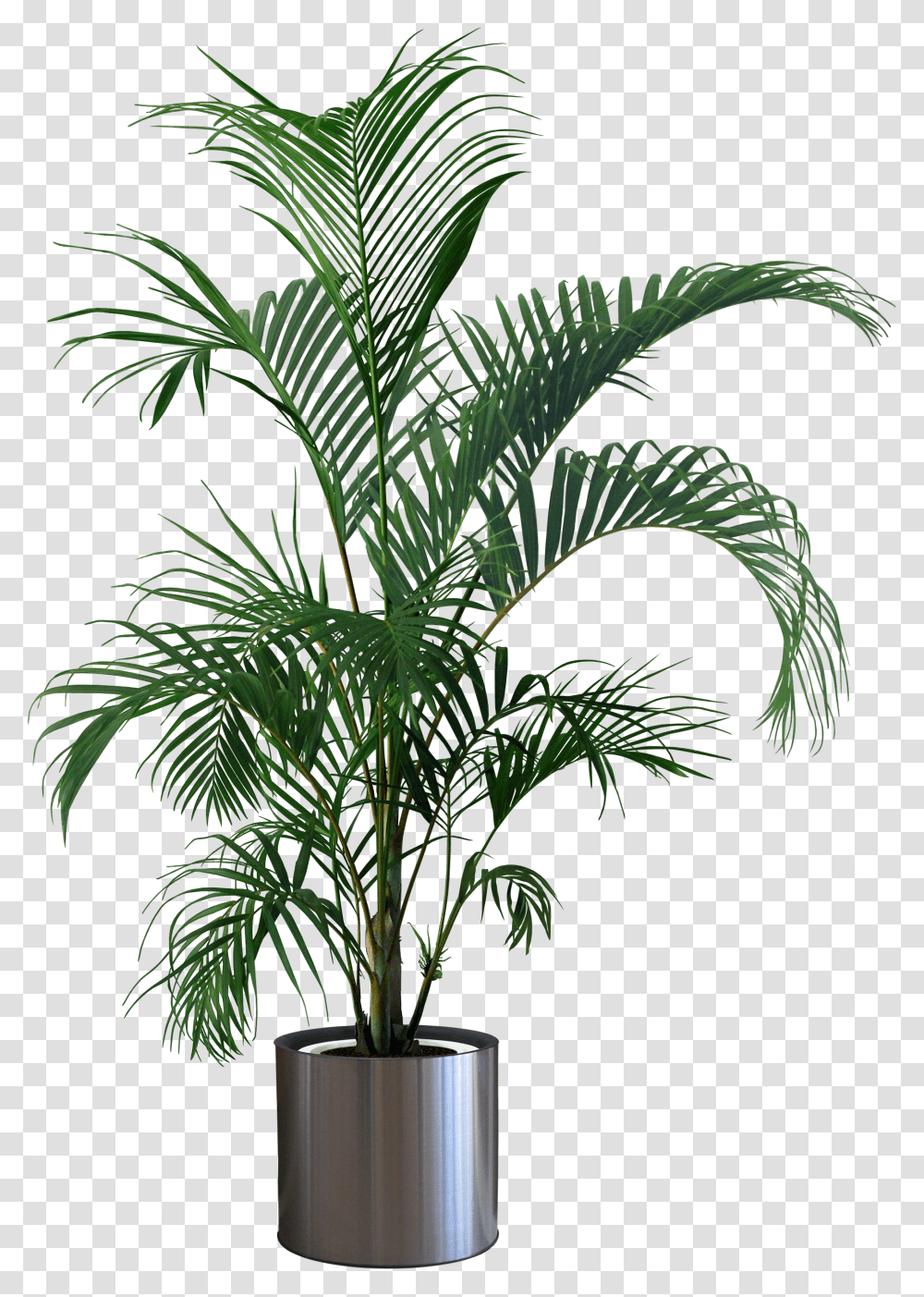Plants Plant Flowerpot Gardening Houseplant Indoor Background Potted Plant, Palm Tree, Arecaceae Transparent Png