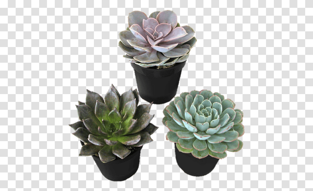 Plants Plant Succulent Succulents Cactus Cacti Emma Chamberlain Inspired Outfits, Glass, Tabletop, Furniture, Flower Transparent Png