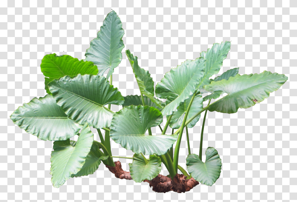 Plants Plant Tropical Jungle Nature Alocasia, Leaf, Green, Flower, Potted Plant Transparent Png