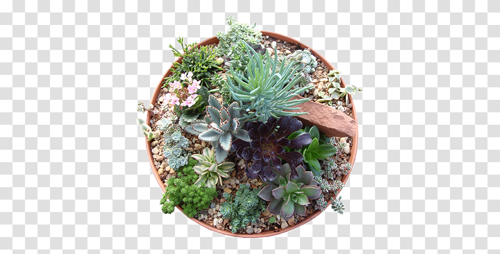 Plants Top View Flower Pot Top, Potted Plant, Vase, Jar, Pottery Transparent Png
