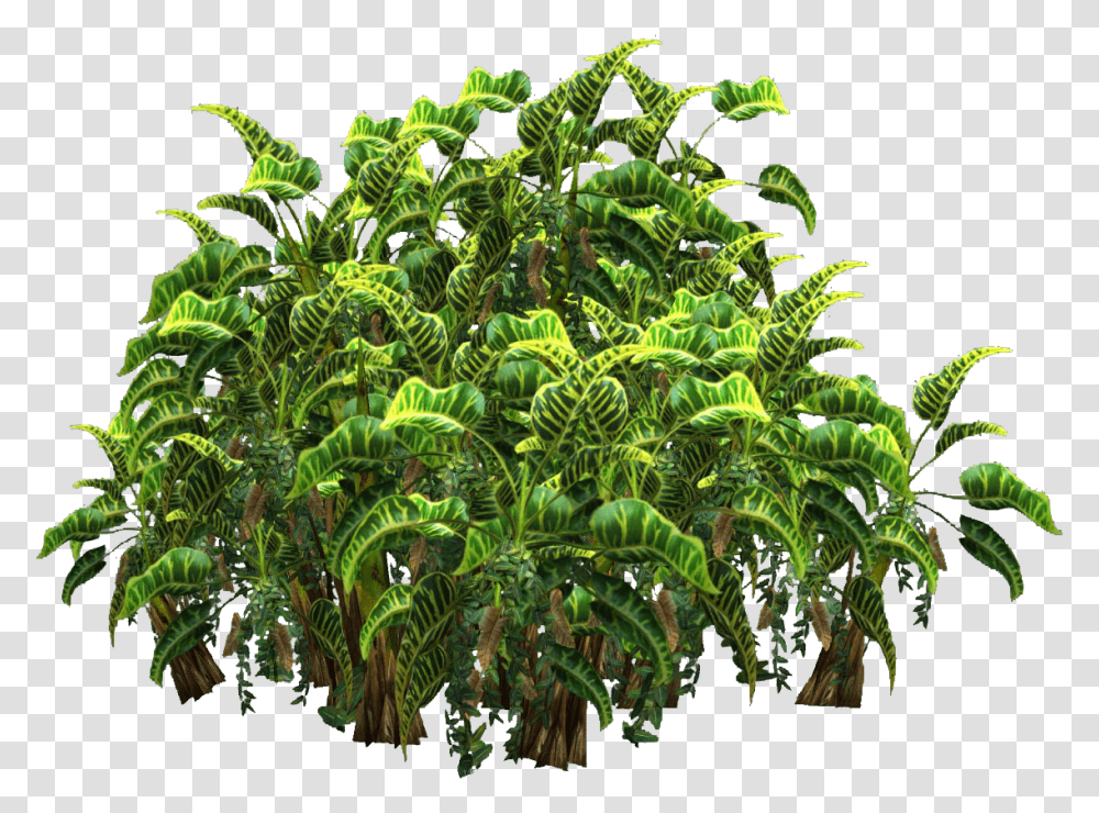 Plants Top View Jungle Plants, Bush, Vegetation, Pattern, Fractal Transparent Png