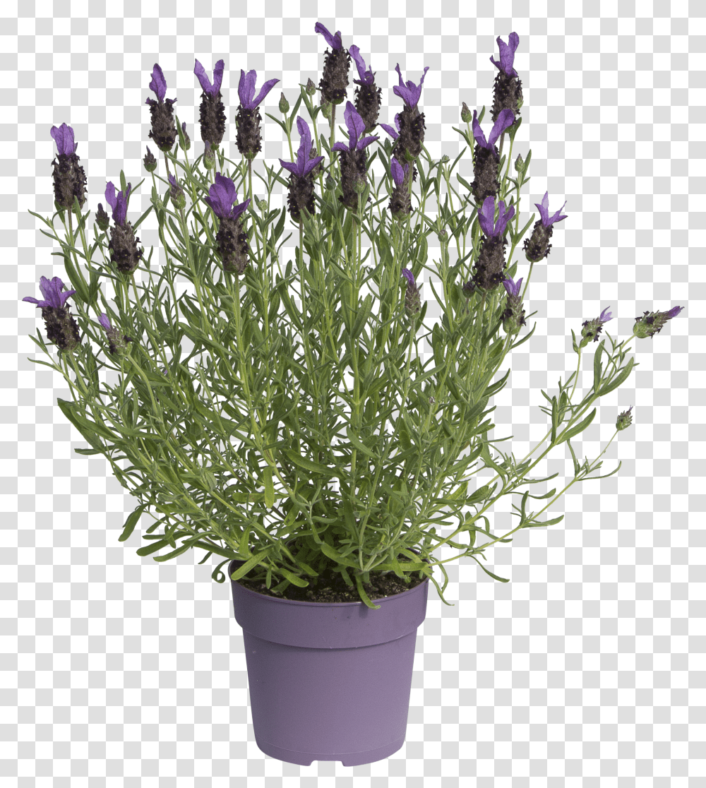 Plants Transparent Png