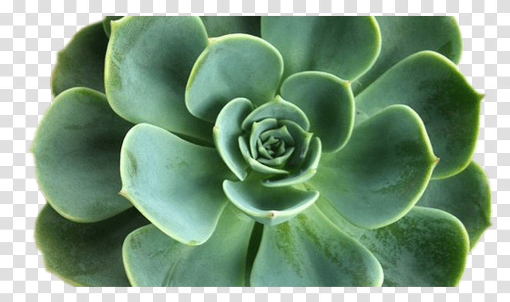 Plants Tumblr Succulent, Aloe, Flower, Blossom, Turquoise Transparent Png