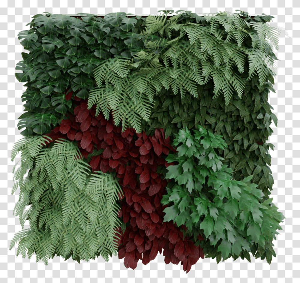 Plants Wall Maple Leaf, Potted Plant, Vase, Jar, Pottery Transparent Png