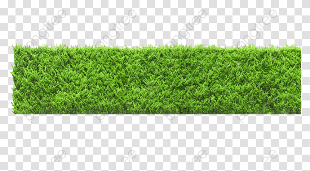 Plants Wall Plants Clipart Green Wall, Grass, Hedge, Fence, Moss Transparent Png
