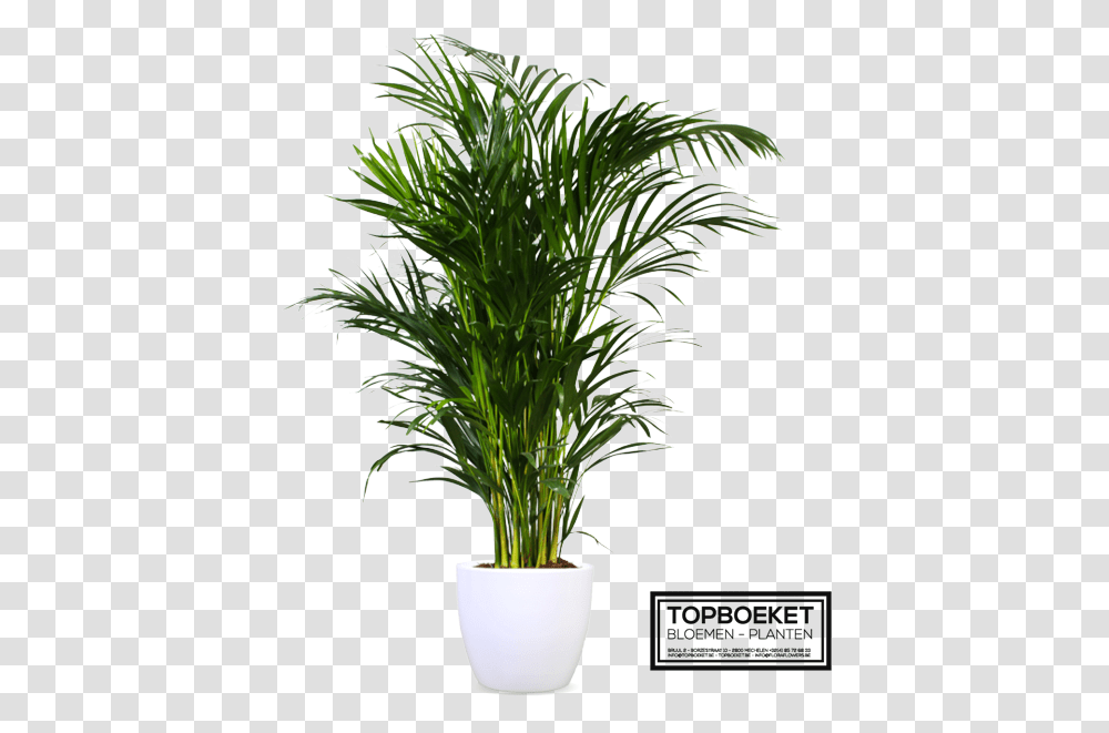 Plantsome, Tree, Palm Tree, Arecaceae Transparent Png