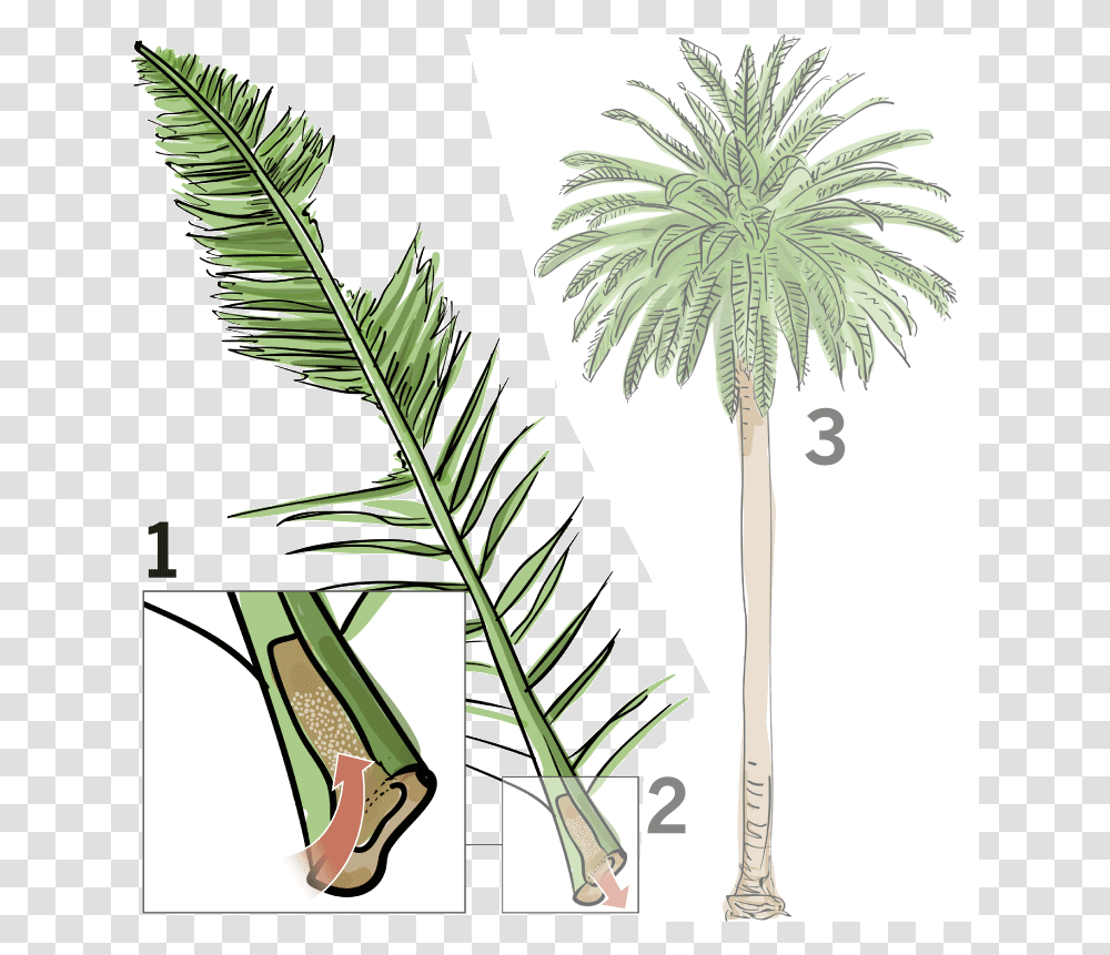 Planttreepalm Plantbotanywoody Stemflowering Plantdate Dying Palm Tree, Arecaceae, Green, Leaf, Blossom Transparent Png