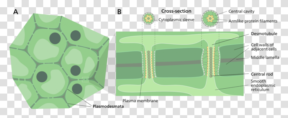 Plasmodesmata Diagram Cell Wall Plant, Game, Dice Transparent Png