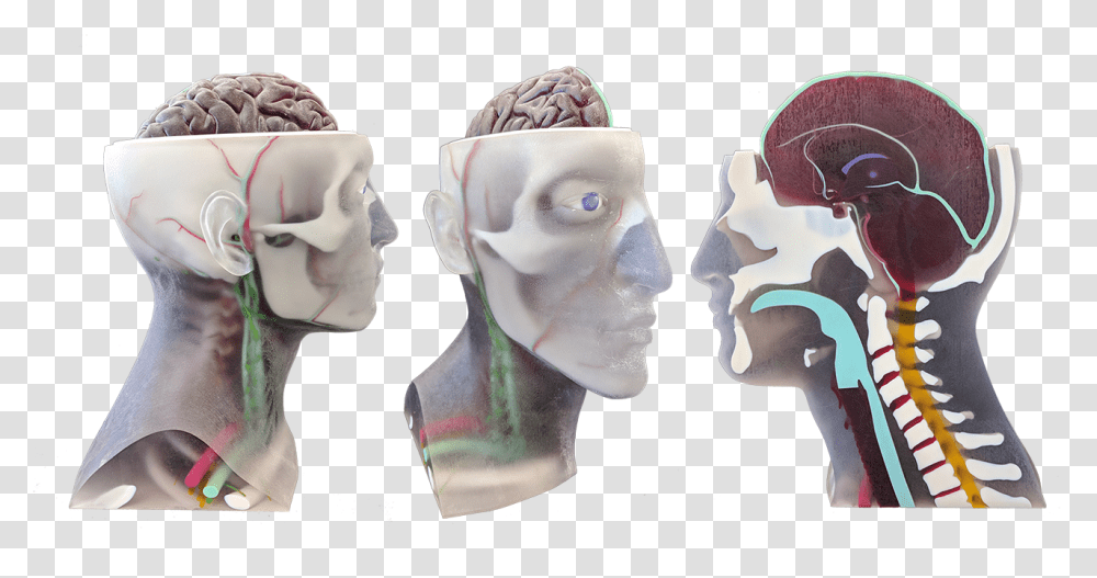 Plastic Arts, Head, Jaw, Figurine, Ear Transparent Png