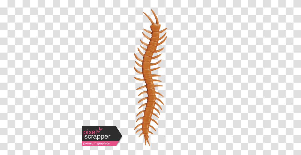 Plastic Centipede Toy Graphic, Invertebrate, Animal, Worm Transparent Png