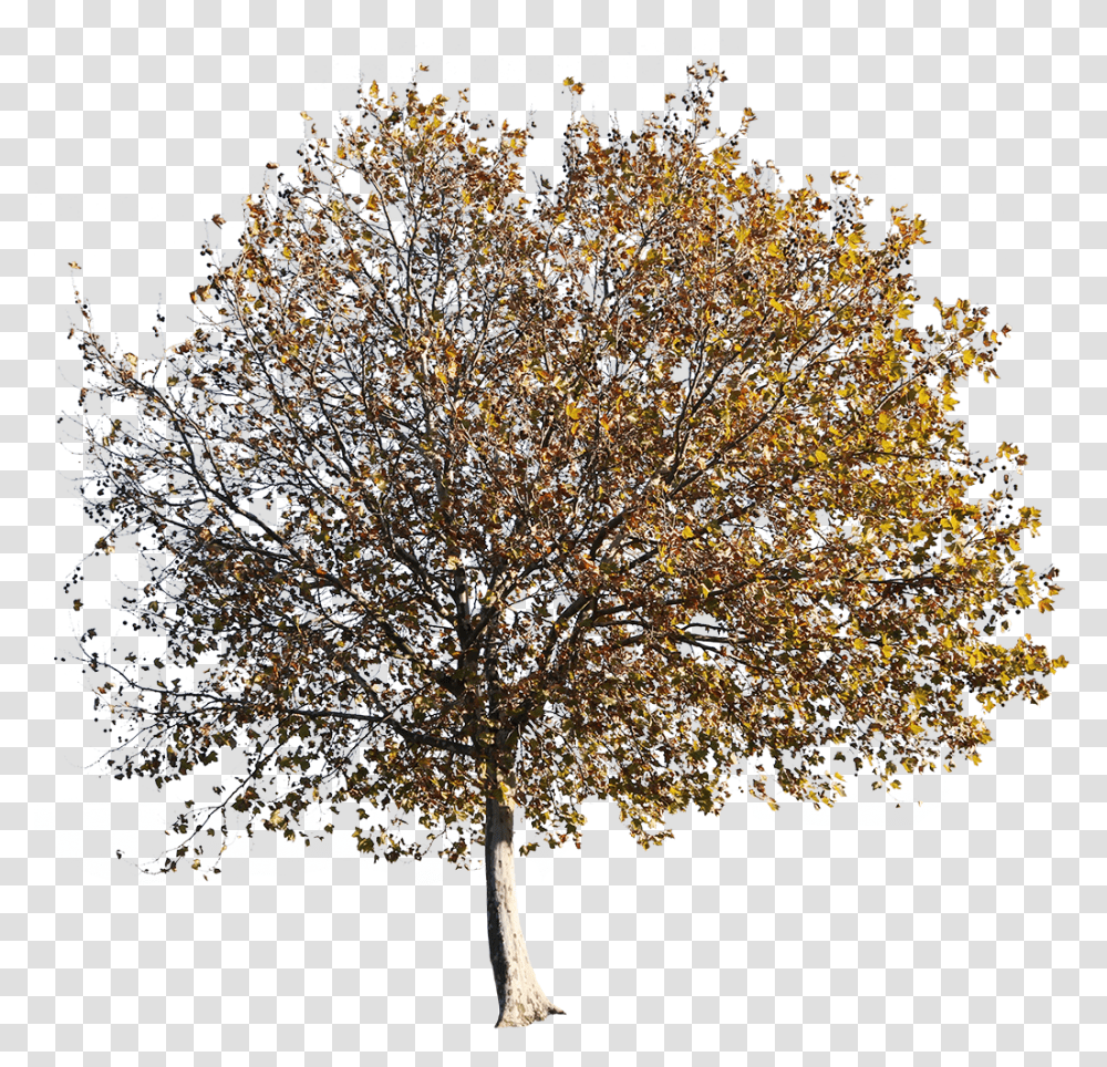 Platanus Occidentalis Autumn, Tree, Plant, Tree Trunk, Fir Transparent Png