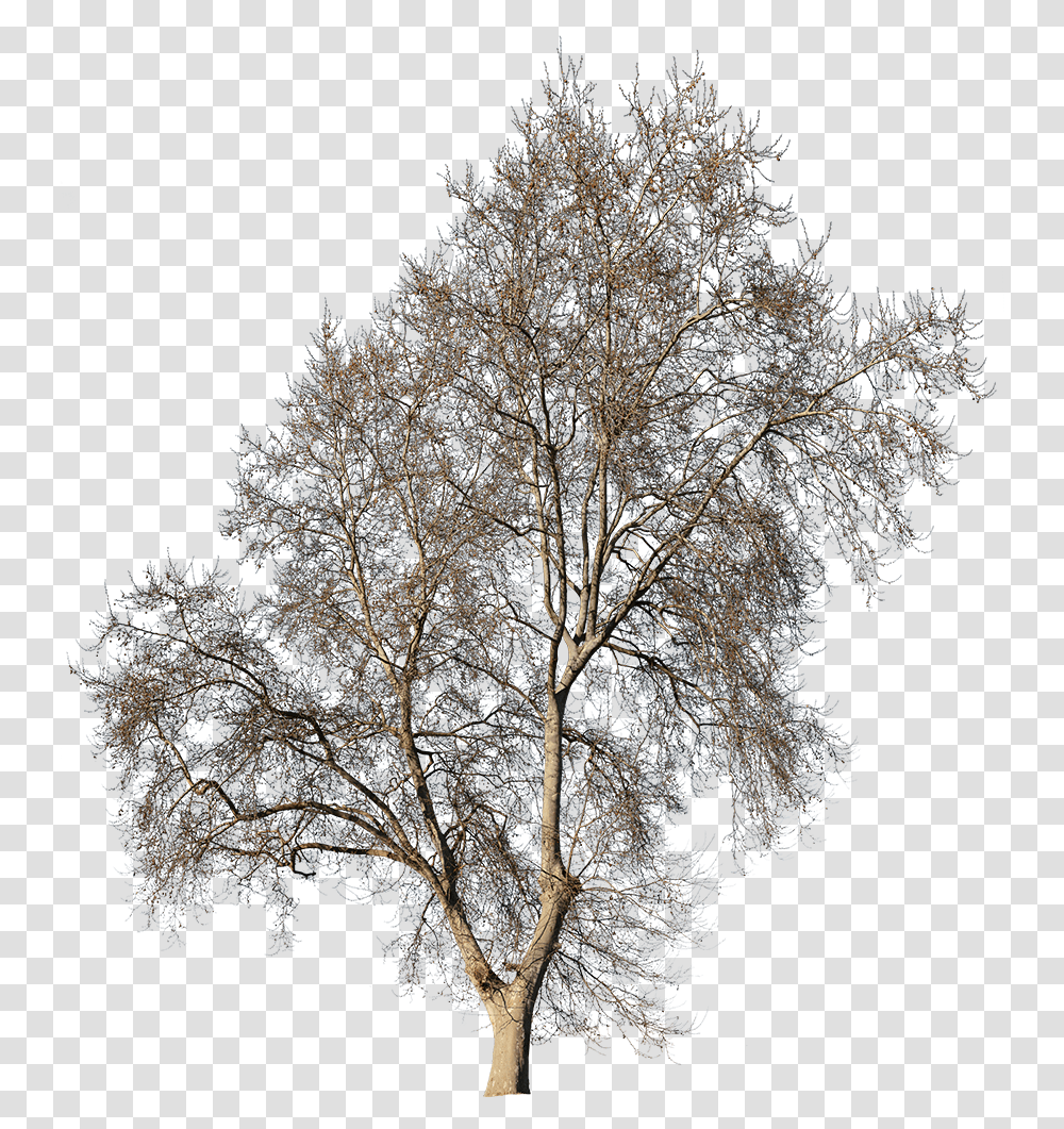 Platanus Occidentalis Winter Ii Trees For Photoshop Post Production, Plant, Nature, Outdoors, Ice Transparent Png