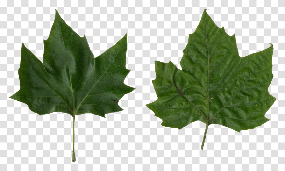 Platanus Scanned Leaves Plane Tree Leaf Transparent Png