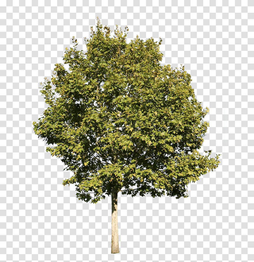 Platanus Tree Cut Out, Plant, Spire, Tower, Architecture Transparent Png