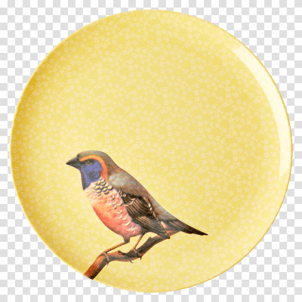 Plate, Bird, Animal, Finch, Quail Transparent Png