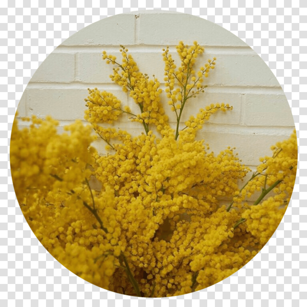 Plate, Plant, Flower, Blossom, Mimosa Transparent Png