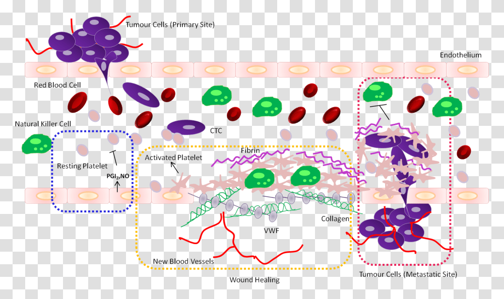 Platelets And Cancer Metastasis, Pac Man Transparent Png