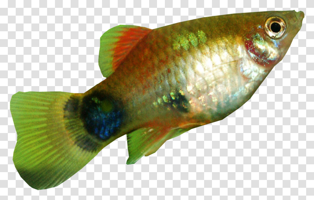 Platy Fish Background Fish Pictures With Background, Animal, Goldfish, Aquatic, Water Transparent Png