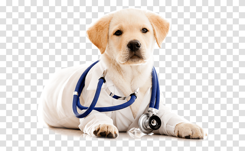 Play Pets Skin Doctor, Veterinarian, Dog, Canine, Animal Transparent Png