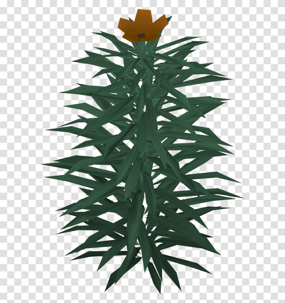 Player Language, Plant, Tree, Fir, Abies Transparent Png