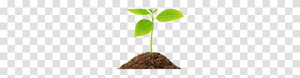 Player Unknown Battlegrounds Image, Leaf, Plant, Field, Sprout Transparent Png