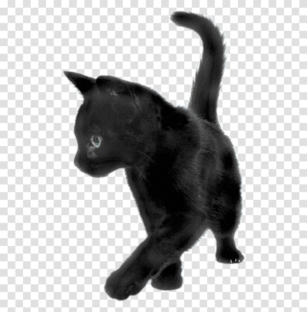 Playing Black Cat Black Kitten Background, Mammal, Animal, Pet, Panther Transparent Png