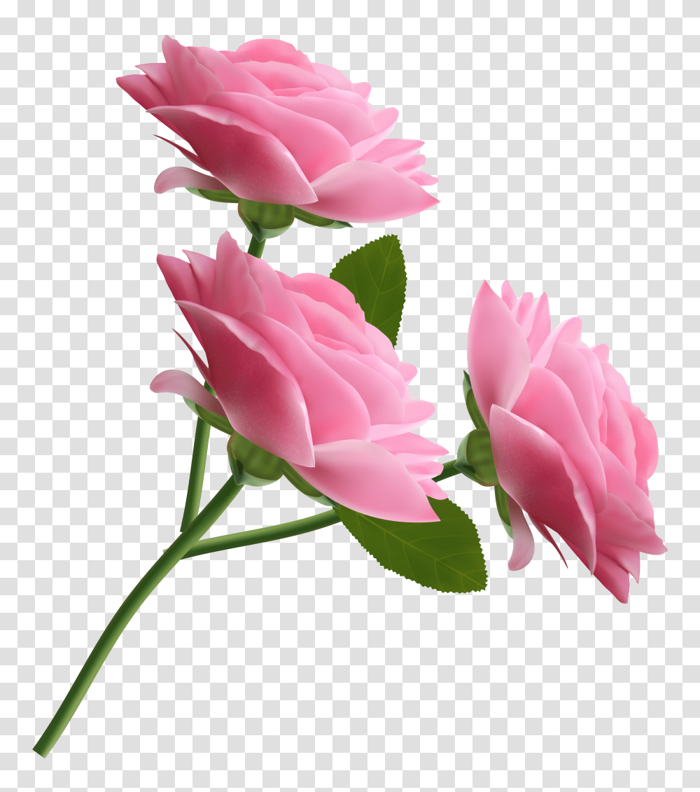 Playstation 3 Clipart Rose Pink Roses Background Clipart, Plant, Flower, Blossom, Petal Transparent Png
