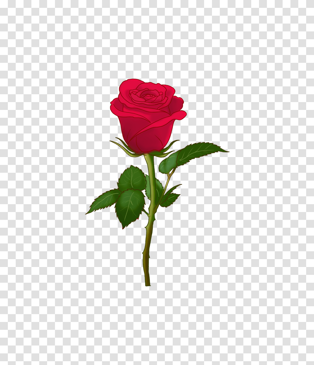Please Accept This, Rose, Flower, Plant, Blossom Transparent Png